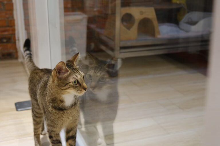 貓咪餐廳｜《LEO的獨特世界》：一位古怪喵咪的故事｜野薑花與貓